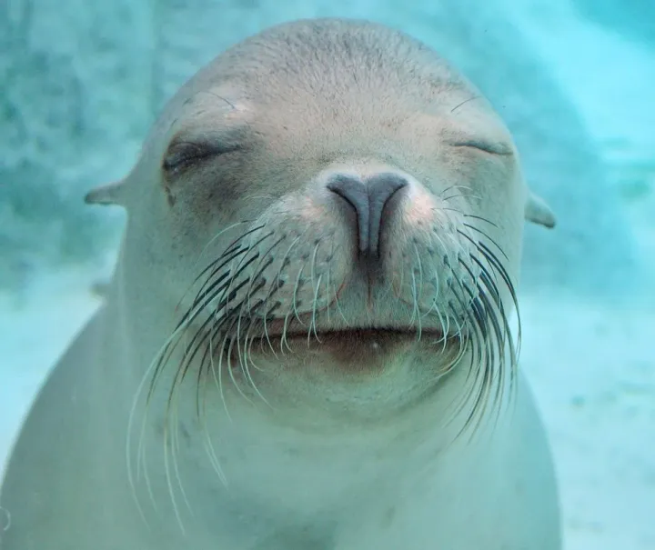 A baby sea lion is under water with his eyes shut looking very adorable.