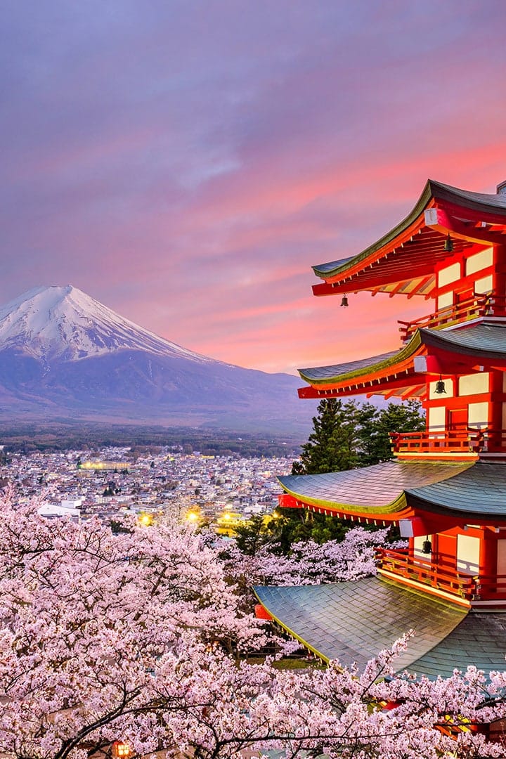 A cherry blossom tree in full bloom in Tokyo near a temple with a view of Mount Fuji.