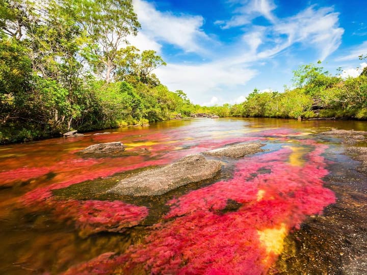 Cano Cristales River in Colombia, known as the “River of Five Colors,” with vivid red, yellow, and green aquatic plants flowing beneath clear water, surrounded by lush greenery and blue sky.