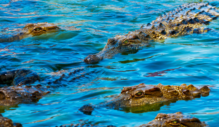 Several saltwater crocodiles partially submerged in bright blue water in Northern Queensland, Australia.
