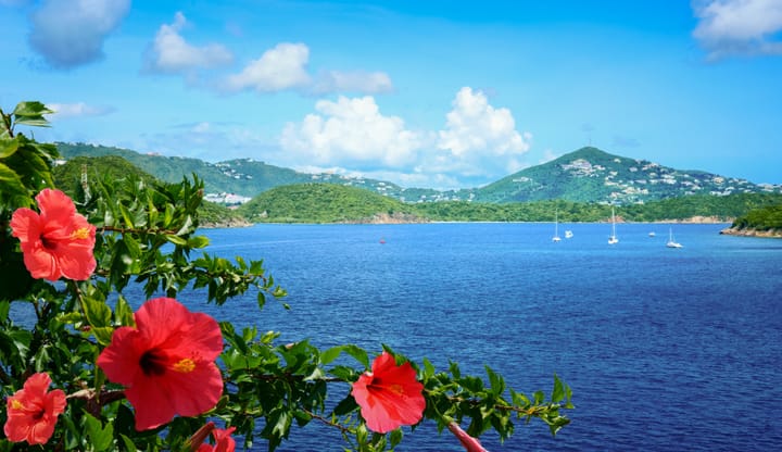 Pink flowers in St. Thomas USVI with a view of the ocean and mountains with Sailboats anchored in the bay.
