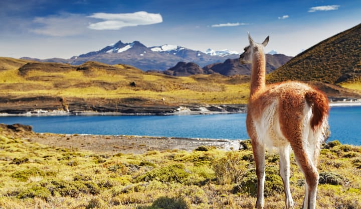 Wildlife at Torres Del Paine, Patagonia, Chile