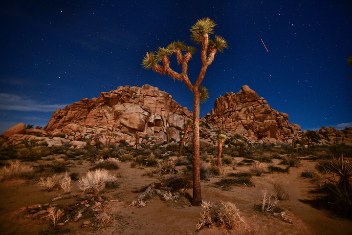 Joshua Tree National Park at night