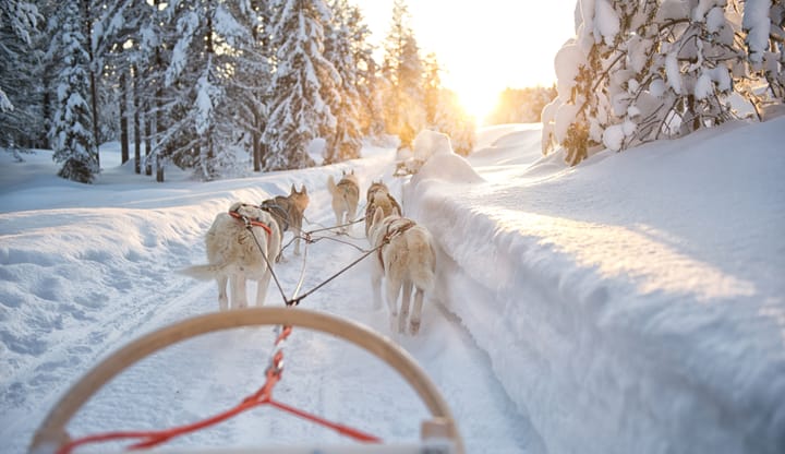 Sled dogs pulling man near sunrise in Finland.