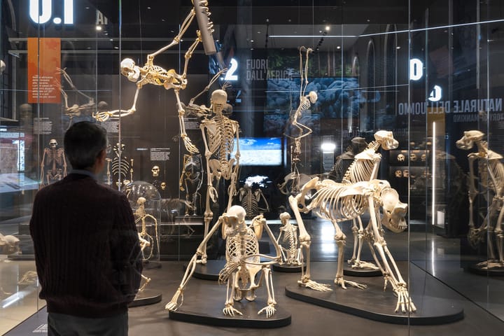 A man looking at bones inside Museo di Storia Naturale di Venezia