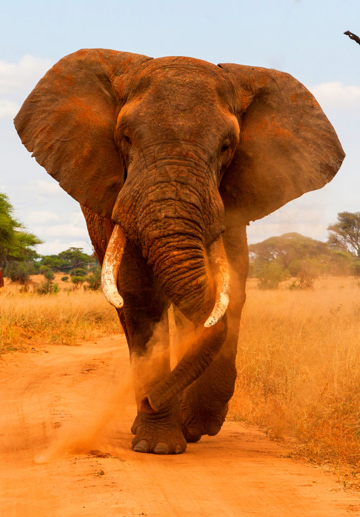 Large male elephant with large tusks in Tanzania, Africa.